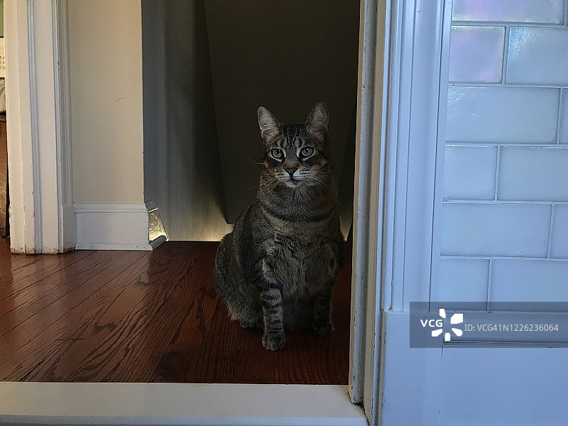 坐在门口的猫图片素材