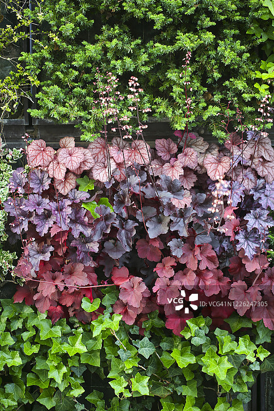 垂直花园图片素材