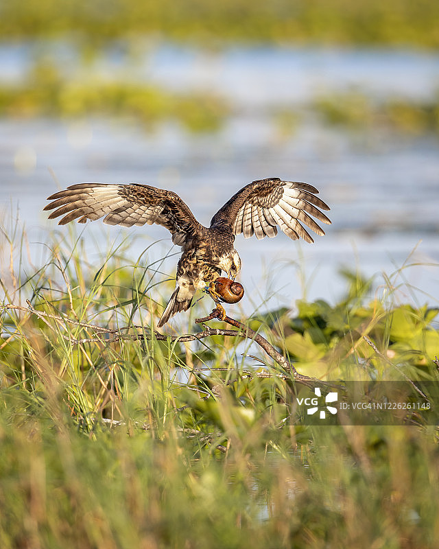 佛罗里达蜗牛图片素材