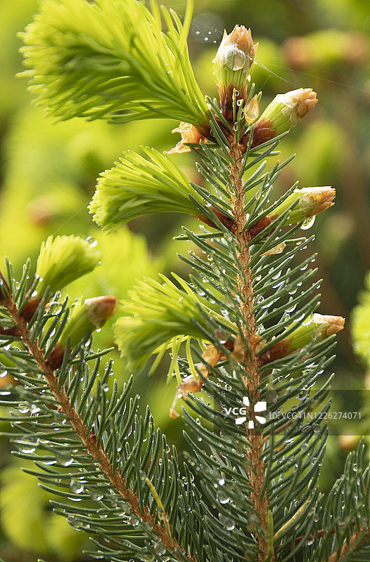 冷杉树上的雨水特写图片素材
