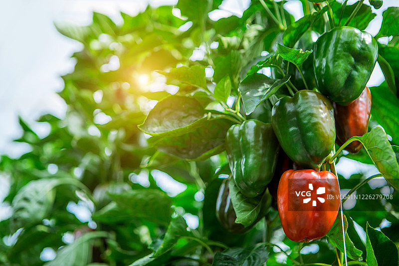 荷兰甜椒温室农场图片素材
