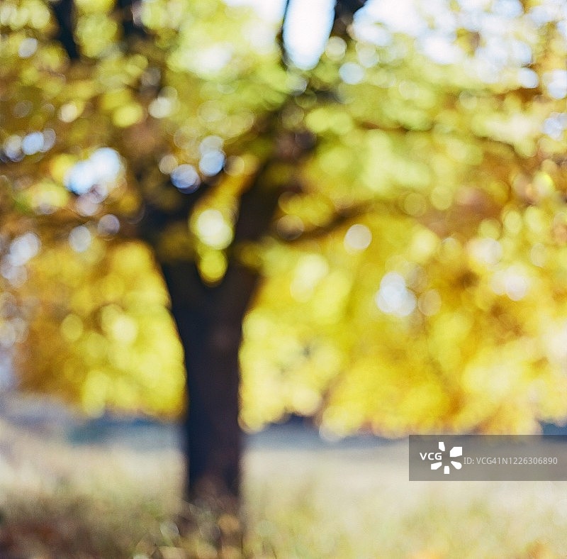 抽象黄色枫树图片素材