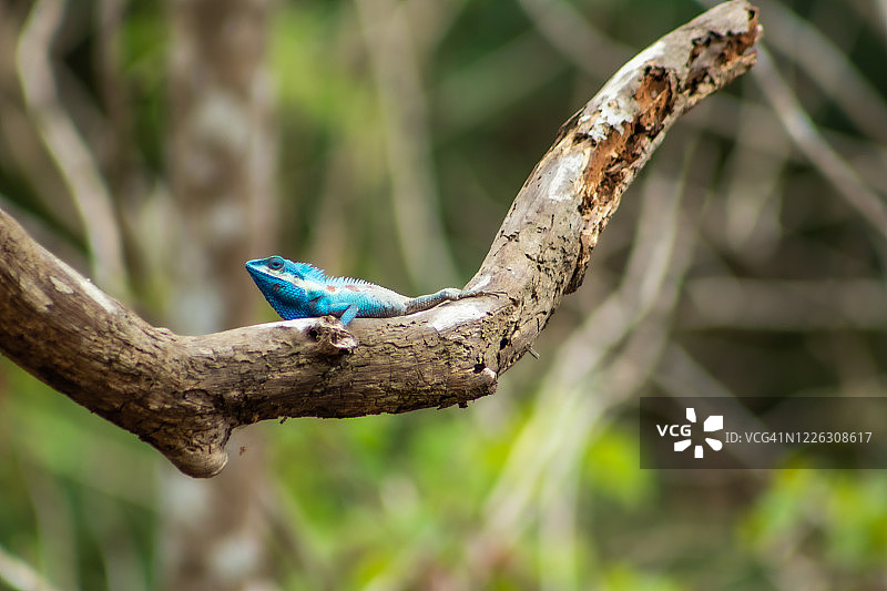 变色龙图片素材