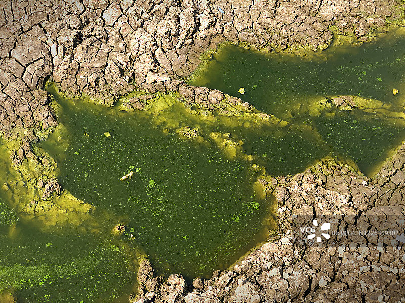 水面上的绿藻污染图片素材