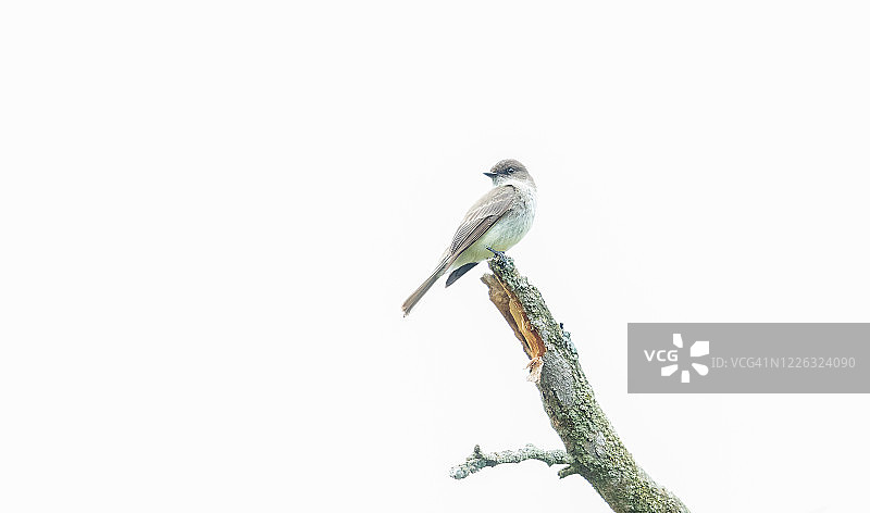 栖息紫崖燕回望图片素材