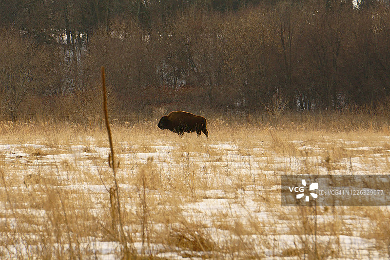 冰冻草原上的野牛图片素材