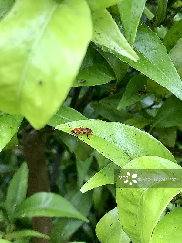 植物上的昆虫图片素材