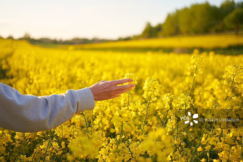 油菜籽领域图片素材
