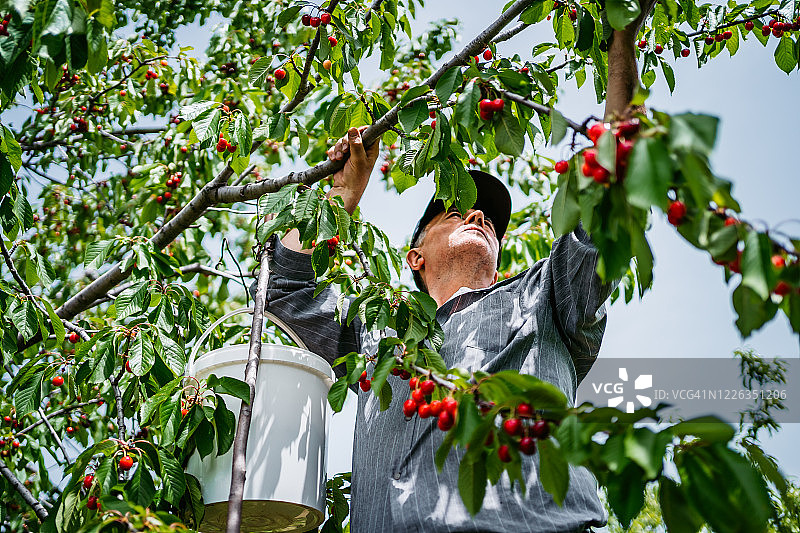 采摘樱桃的年长男人图片素材