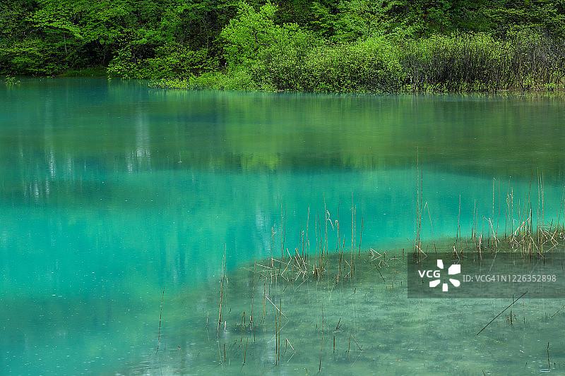 青沼的清新绿色图片素材