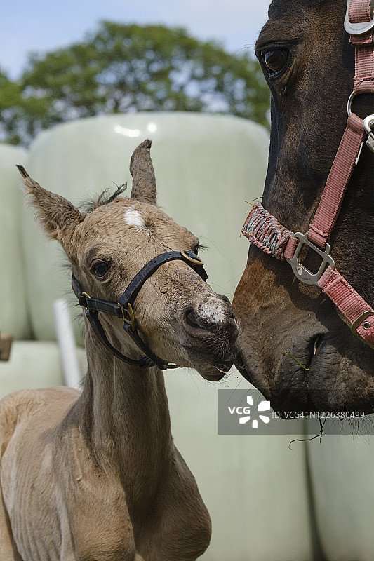 农场里新生黄褐色小马驹头部图片素材