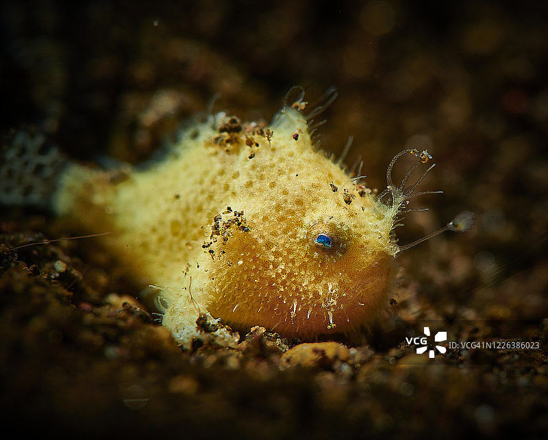 黄色躄鱼图片素材