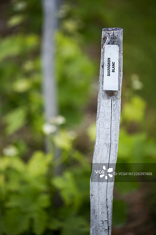 未来的长相思白葡萄酒图片素材