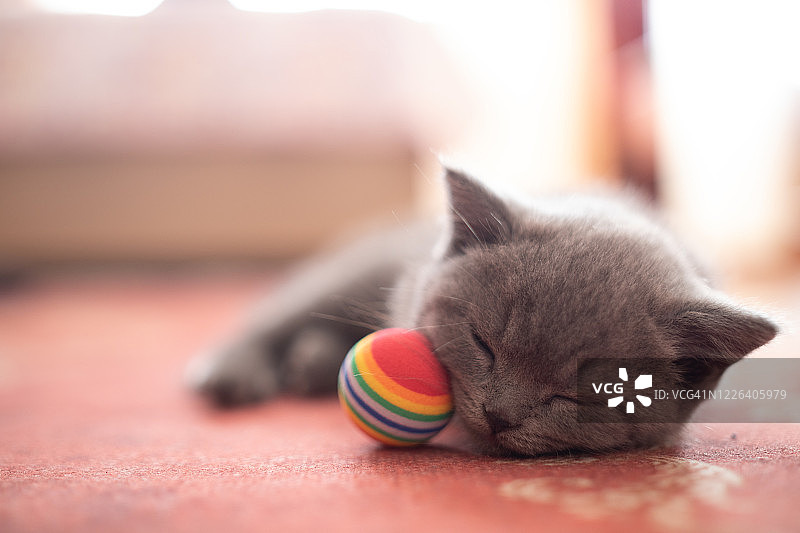 睡觉的英国小猫图片素材