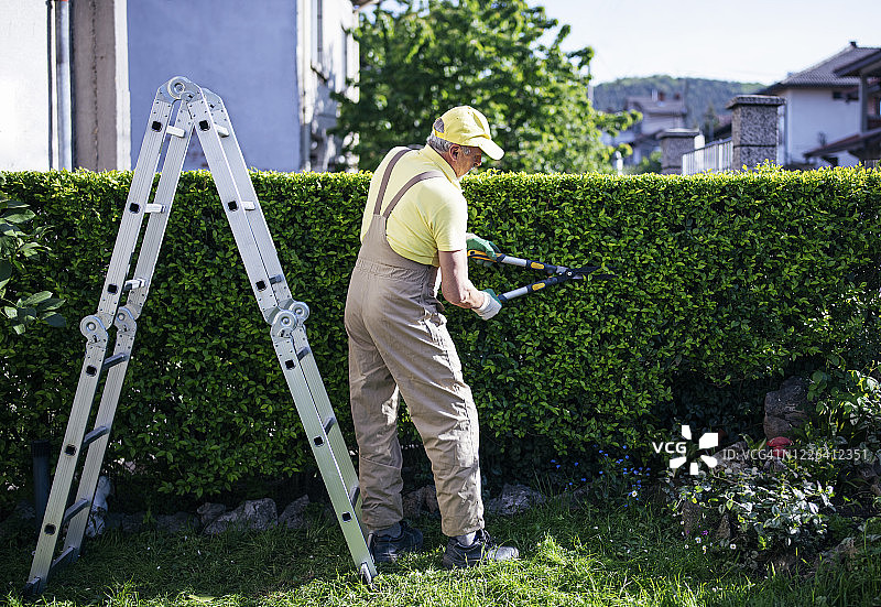 专业园丁在花园里修剪树篱图片素材
