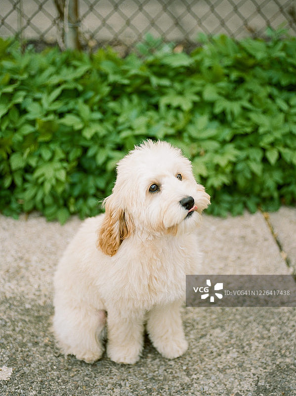 可爱的小型犬Cavapoo图片素材