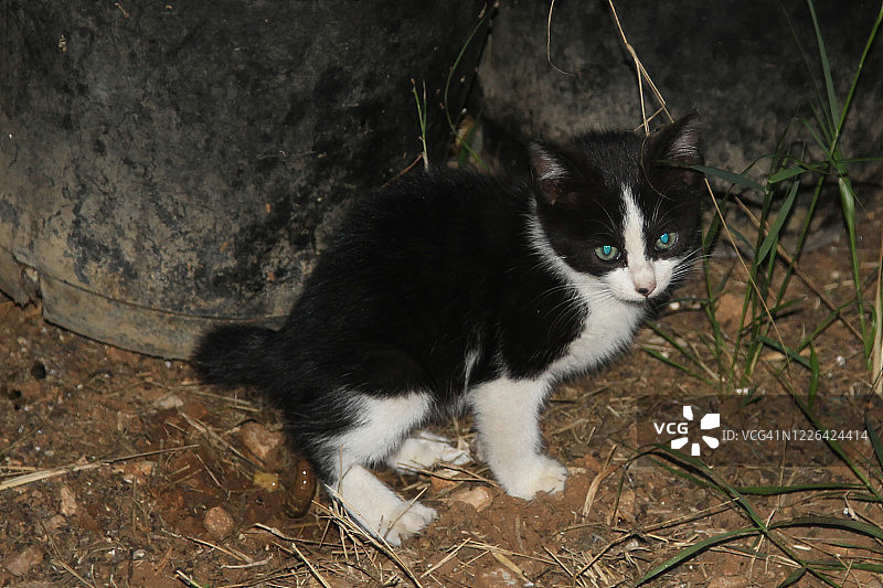 黑色流浪猫图片素材