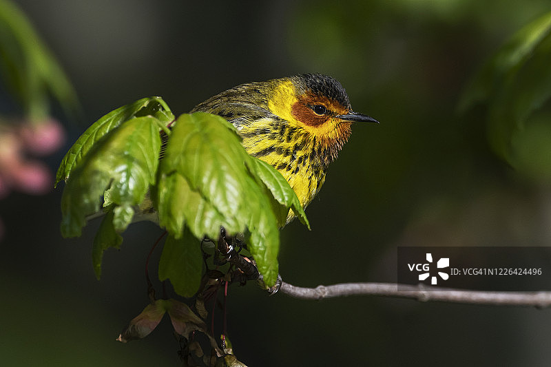 春季迁徙期间的雄性海角五月莺图片素材