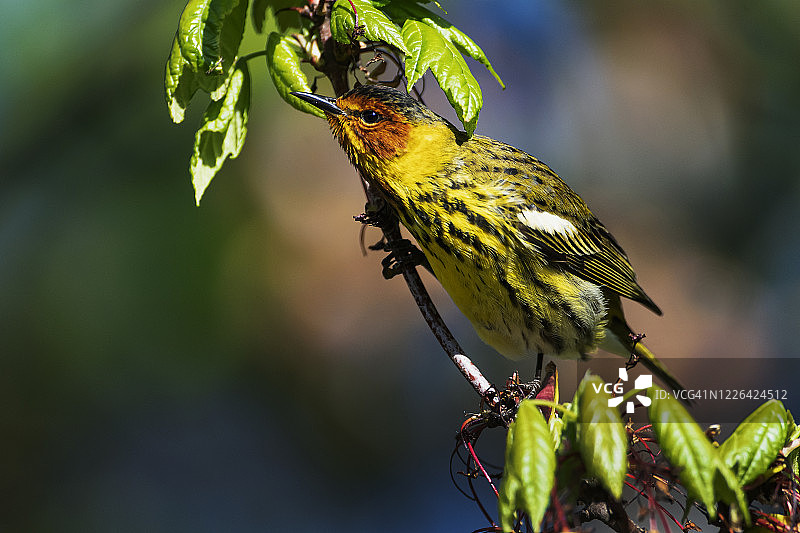 春季迁徙期间的雄性海角五月莺图片素材