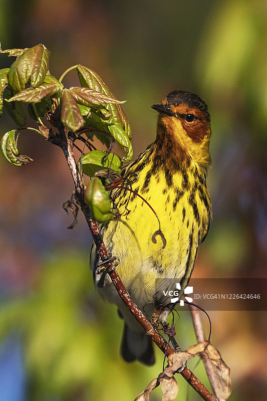 春季迁徙期间的雄性海角五月莺图片素材