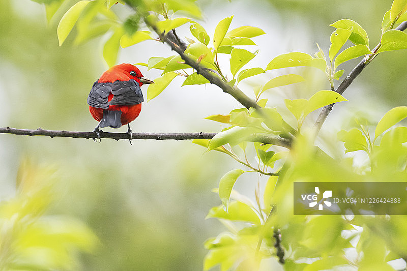春天迁徙中的雄性猩红比蓝雀图片素材
