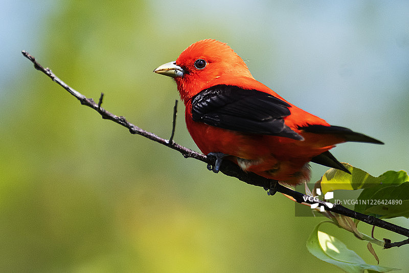 春天迁徙中的雄性猩红比蓝雀图片素材