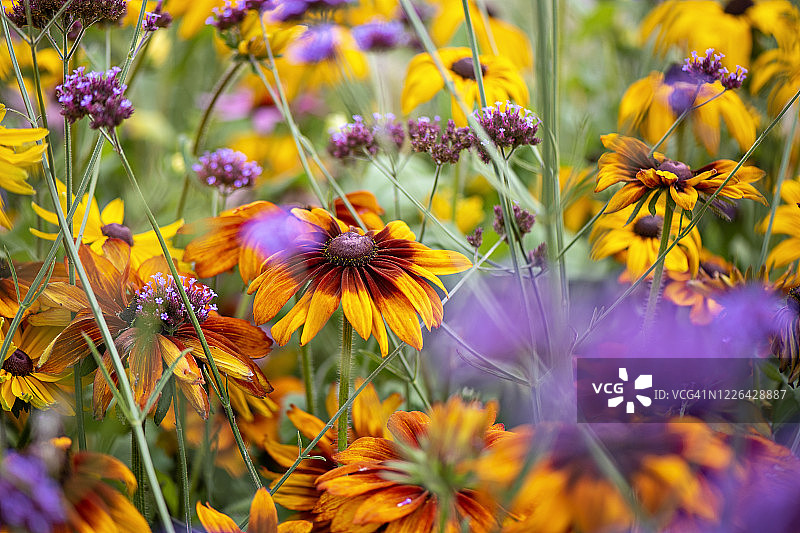 英国乡村花园中美丽的橙红色夏季金光菊，也称为锥花图片素材