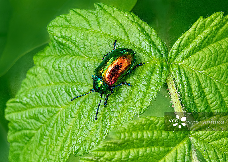 罗布麻叶甲图片素材