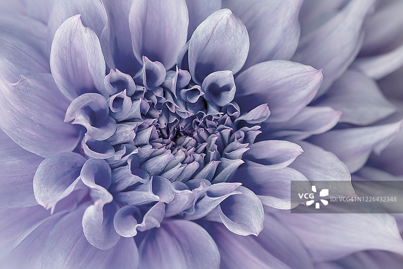 特写：美丽的夏季盛开的大丽花的全画幅图像图片素材