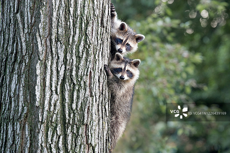 两只小浣熊图片素材