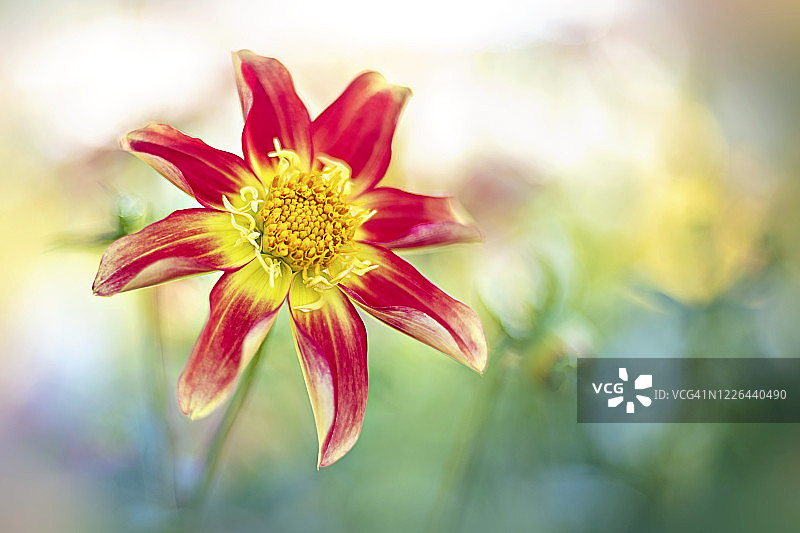 特写：美丽的红色和黄色大丽花图片素材