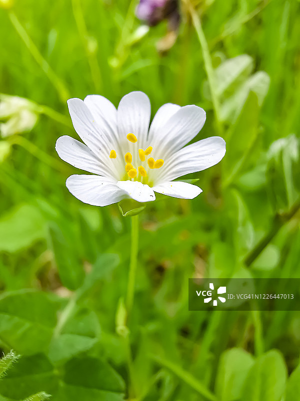卷耳植物图片素材
