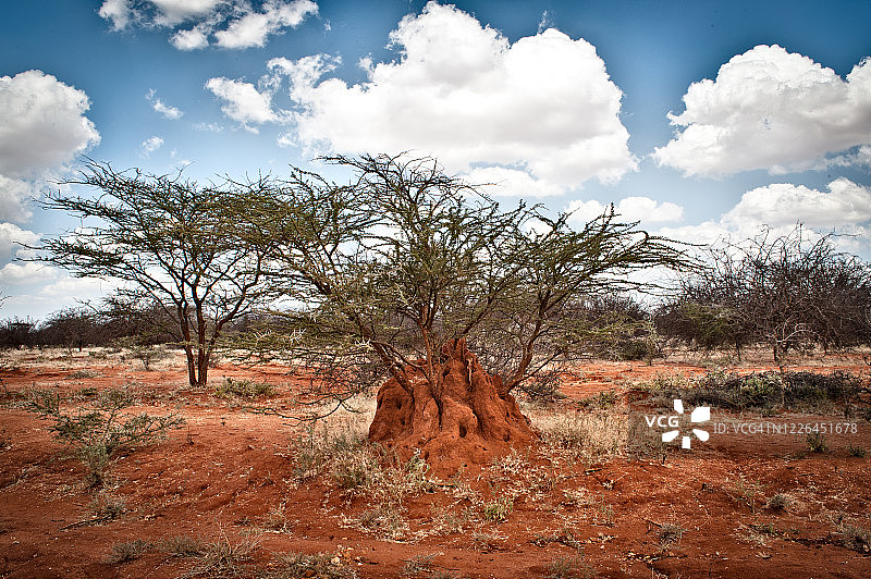 金合欢灌木丛上的白蚁丘图片素材