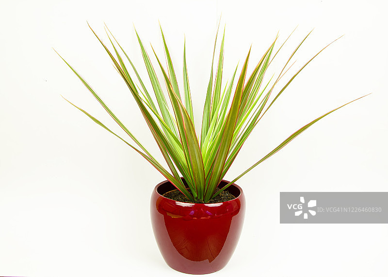 马达加斯加龙血树图片素材