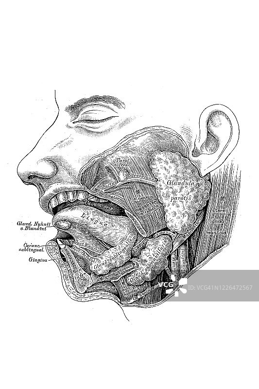 唾液腺图片素材
