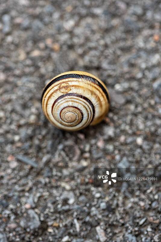 白唇蜗牛图片素材