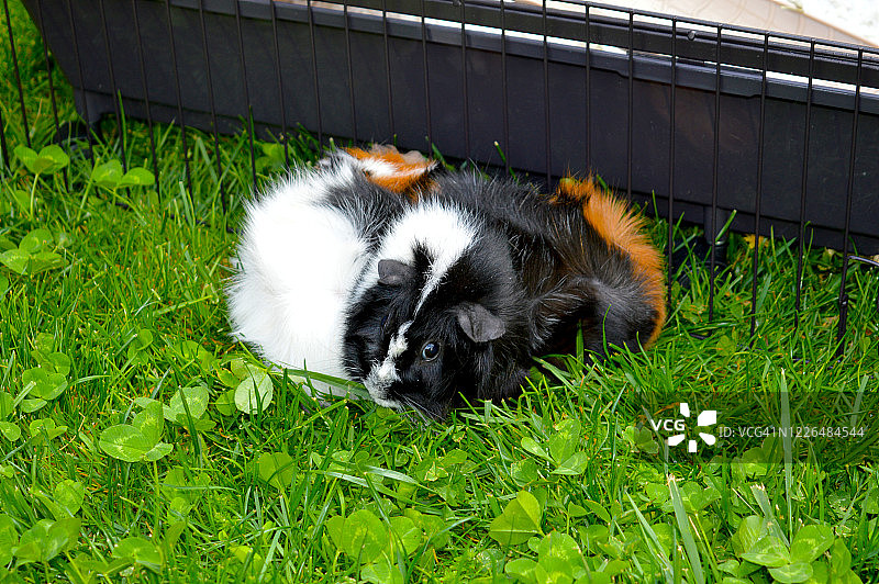 阿比西尼亚豚鼠图片素材