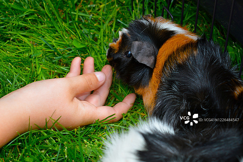 阿比西尼亚豚鼠图片素材