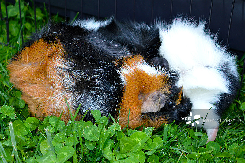 阿比西尼亚豚鼠图片素材