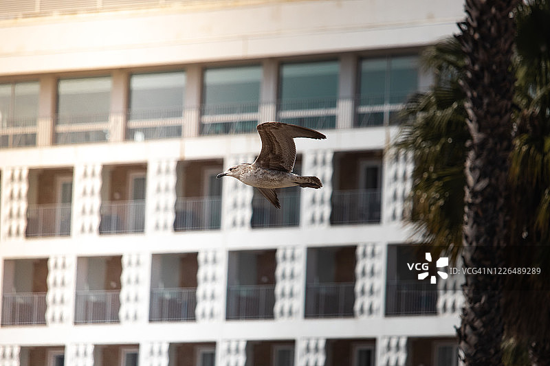 城市中的飞翔海鸥图片素材