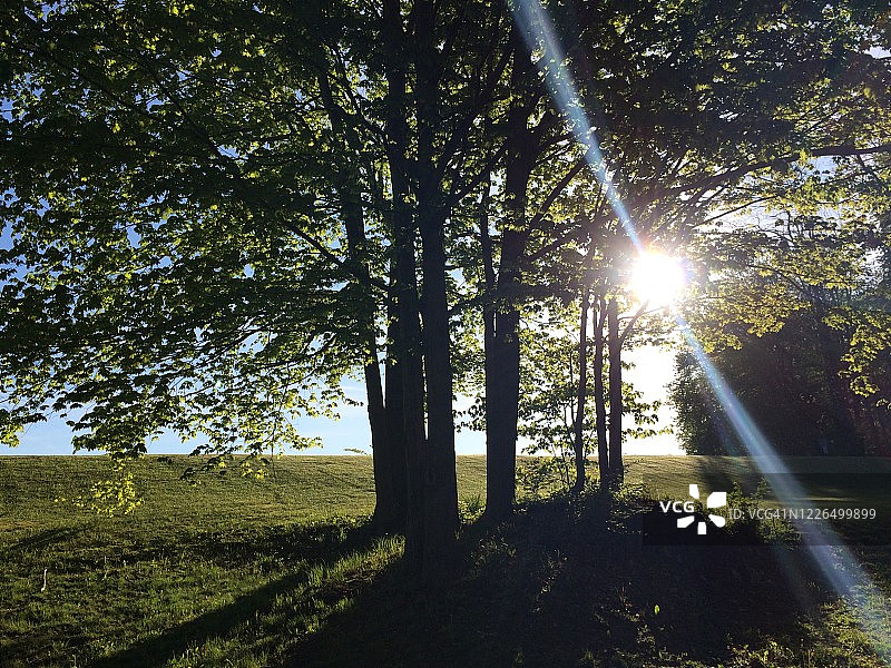 逆光小山丘与树木图片素材
