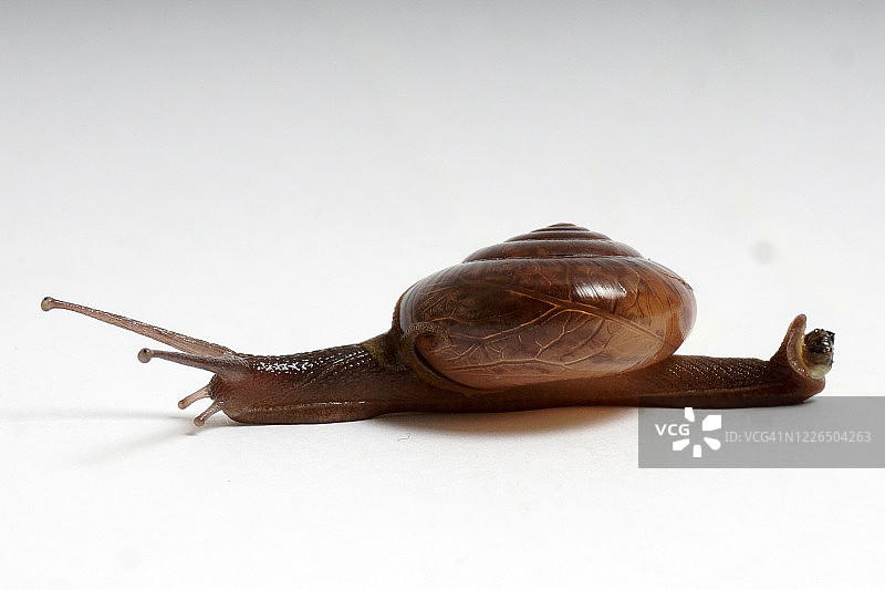 白色背景下的一只棕色花园蜗牛图片素材