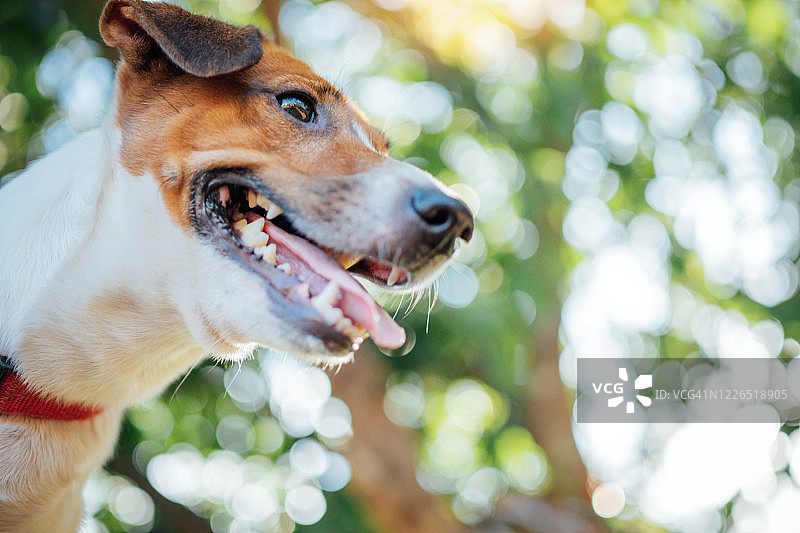 在夏天户外玩耍的有趣杰克罗素梗犬图片素材