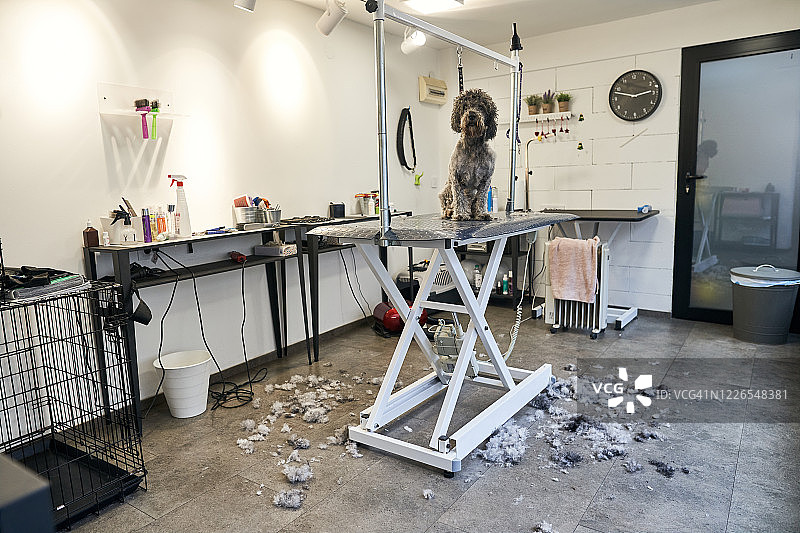 将蓬乱的狗改造成漂亮的贵宾犬图片素材