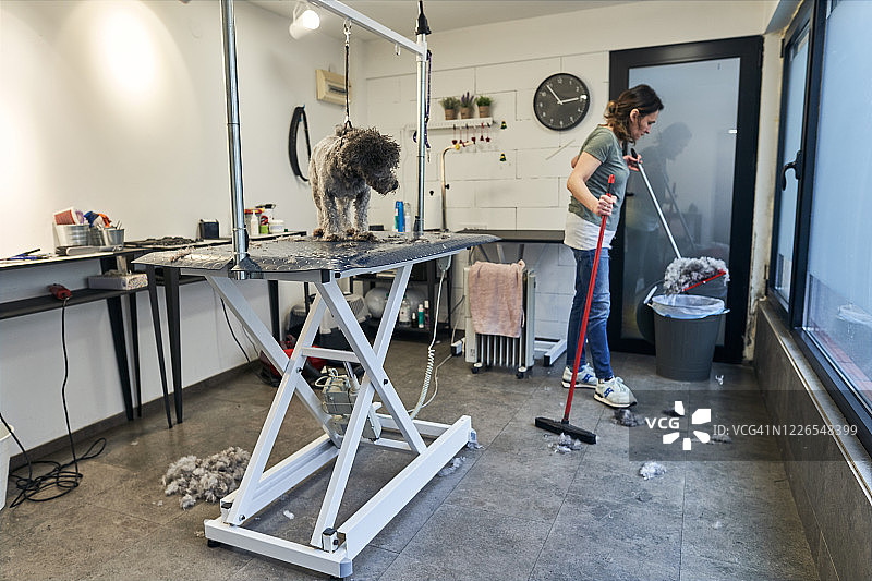 女狗狗造型师在给灰色贵宾犬理发后清理她的沙龙图片素材