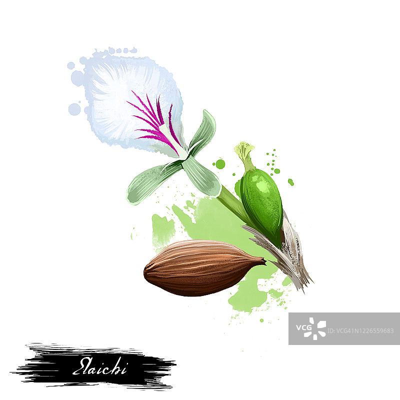 豆蔻草药数字艺术插画图片素材