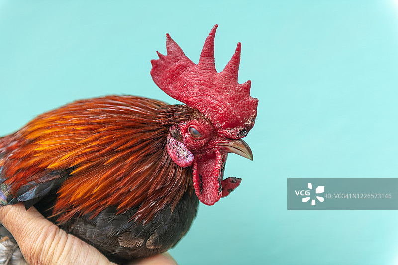 古巴的公鸡肖像图片素材