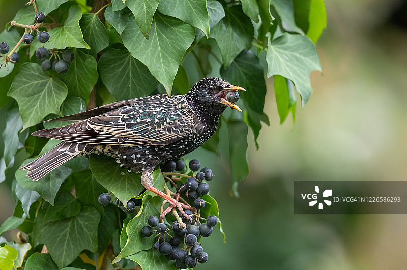 普通椋鸟图片素材