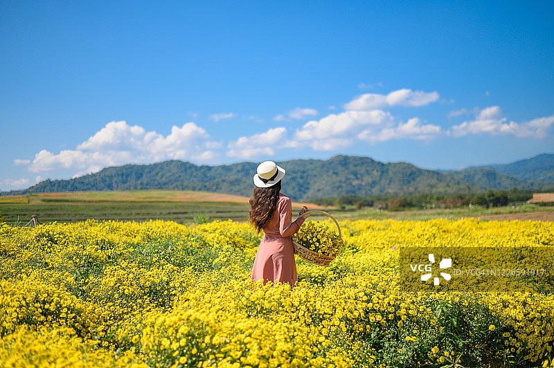年轻女子背着装满菊花的花篮的背影图片素材