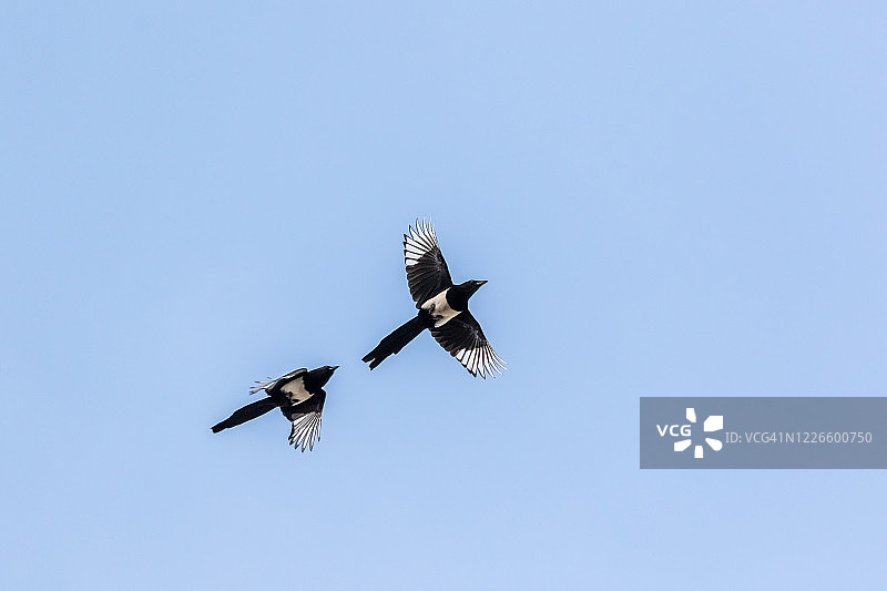 飞越头顶的喜鹊图片素材